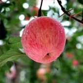 洛川苹果 5斤/9斤 陕西特产当季水果新鲜脆甜多汁