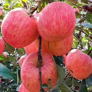 山东烟台红富士苹果 3斤/5斤/9j斤 脆甜多汁新鲜产地直发