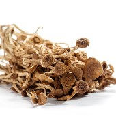 神农唛 精选茶树菇60g*2袋 小包装菌菇干货食材