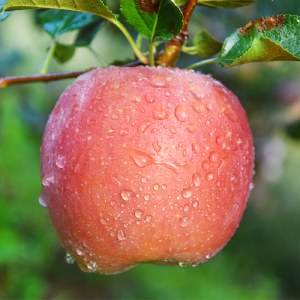 笨仙农 红富士苹果【2023年新果】香甜爽口新鲜水果