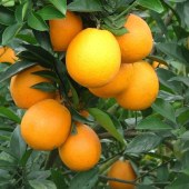江西赣南脐橙新鲜橙子当季水果赣州脐橙赣南脐橙5斤装/10斤装