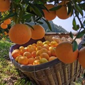 湖北正宗纽荷尔脐橙当季新鲜秭归脐橙现摘橙子橘子时令水果5斤/9斤中果