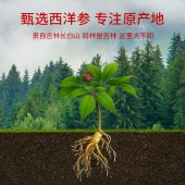 茯济堂西洋参100克礼盒红色（50克*2罐）