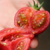 都乐Dole 彩虹番茄 草莓番茄 铁皮柿子 黄金酸甜比 番茄味更浓(京东快递）新鲜水果西红柿