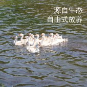 花家盛世 东北水库 吉林散养新鲜鹅蛋