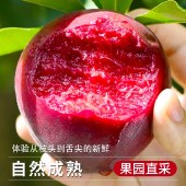 正宗老树血桃新鲜桃子脆甜红肉当季头茬现摘（顺丰发货）