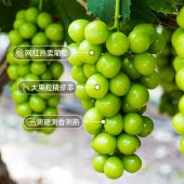 云南阳光玫瑰葡萄晴王香印青提新鲜水果（顺丰空运）