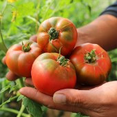 都乐Dole 彩虹番茄 草莓番茄 铁皮柿子 黄金酸甜比 番茄味更浓(京东快递）新鲜水果西红柿