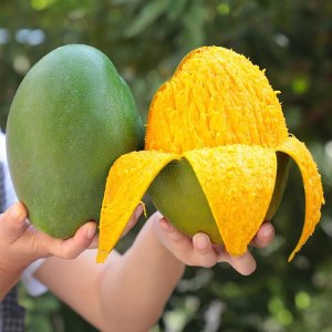 四川攀枝花凯特芒果新鲜水果当季特大芒果大果