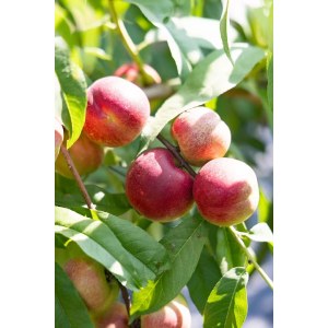 【广东省内包邮】玲珑蜜桃 约4斤
