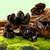 首祖菌礼菌菇干货礼盒1010g 春节过年货节送礼品节日礼盒山珍礼盒