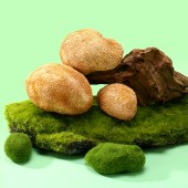 首祖菌礼菌菇干货礼盒1010g 春节过年货节送礼品节日礼盒山珍礼盒